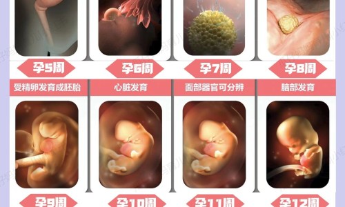 怀孕三个月后感染弓形虫吗会怎么样-女朋友怀孕有三个月为什么会感染掉小孩-怀孕三个月后感染弓形虫吗会怎么样,中国怀孕三个月后感染弓形虫吗网站